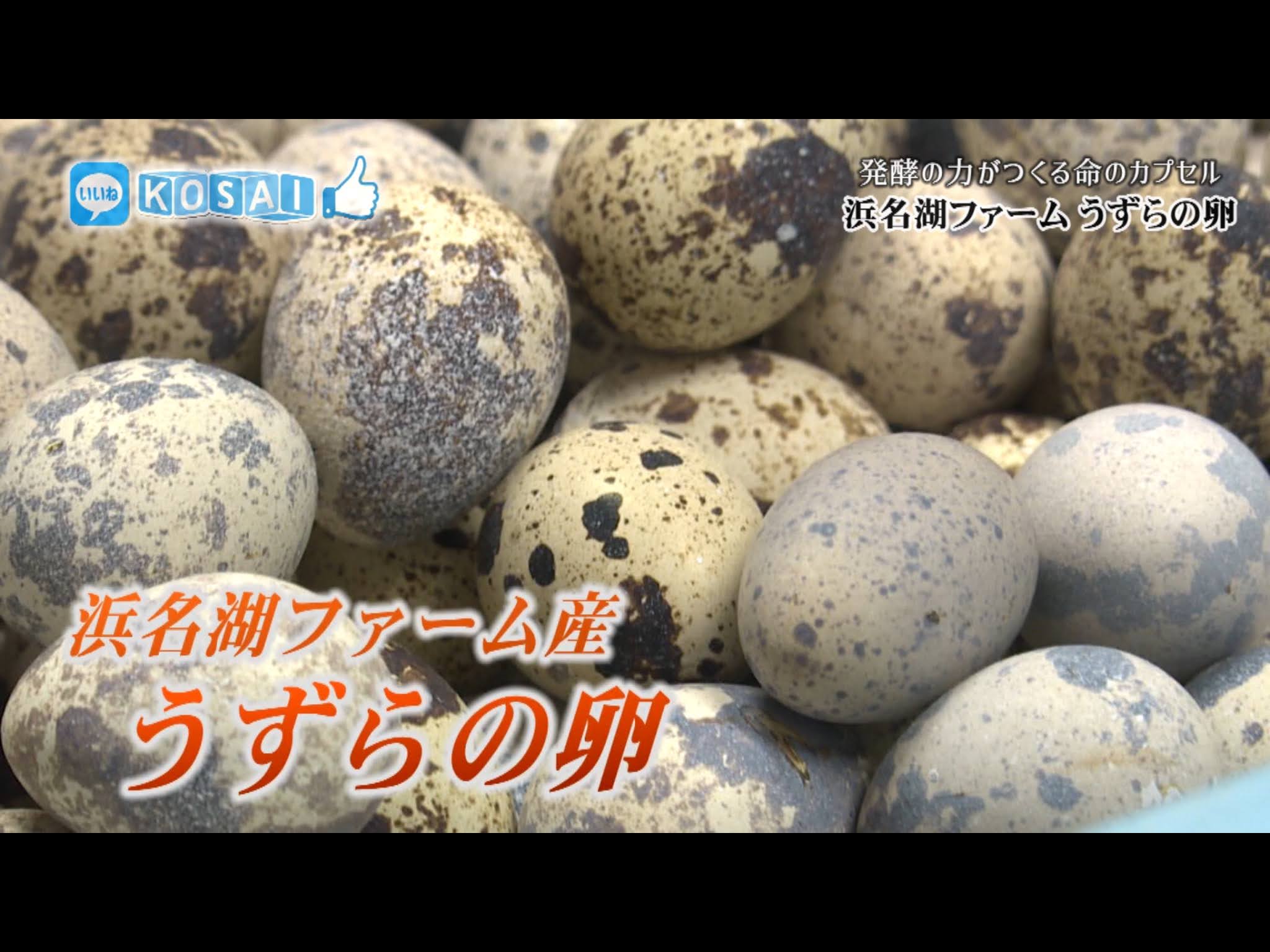 Quail Farming 2